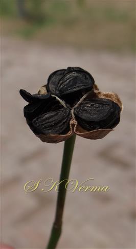  Dehiscing Capsule